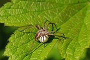 [nl] Spinnen [en] Spiders
